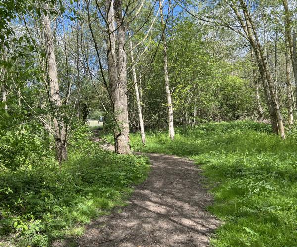 A Forest Path