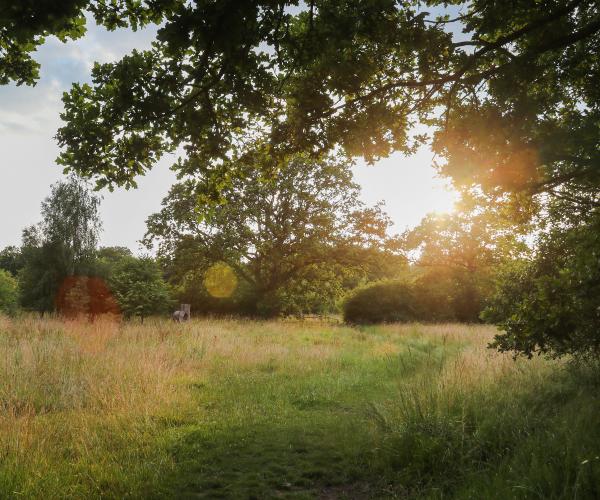 The sun setting through mature trees over Morgrove Coppice after an evening volunteer activity session in the Forest