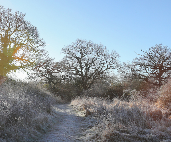 Mature oak trees towering over a woodland trail at Morgrove Coppice on a frosty, sunny day.