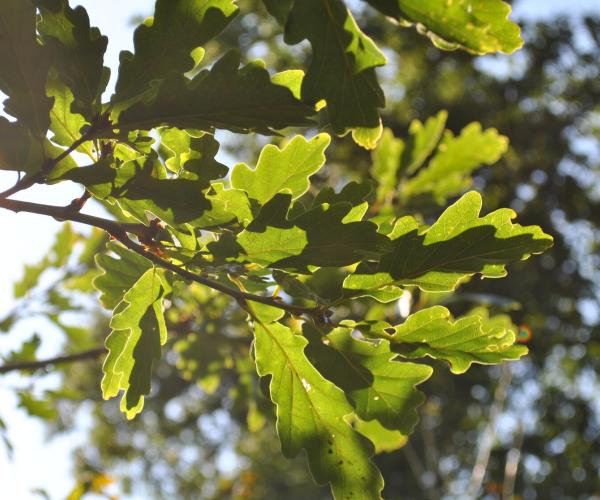 Sunlight shining through green oak leaves on a late summer morning in the Forest