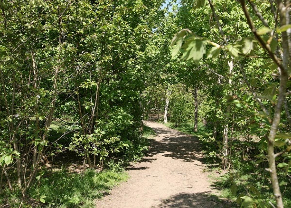 Natural path through the Forest