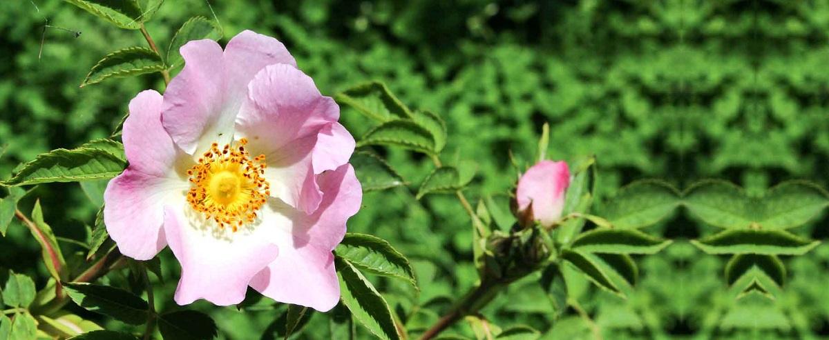 Rosehip flower