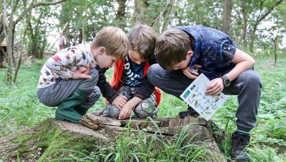 Three boys crouching on a tree trunk looking for bugs