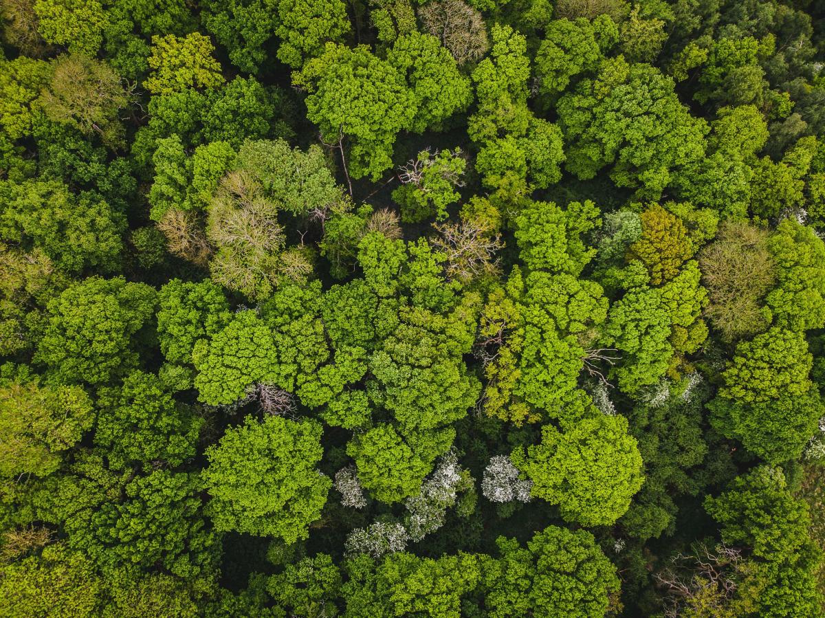 Aerial view of green tree tops