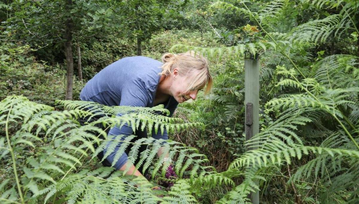 Volunteer clearing bracken in the forest