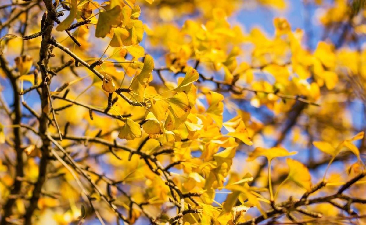 Amber leaves of the gingko biloba tree in autumn 