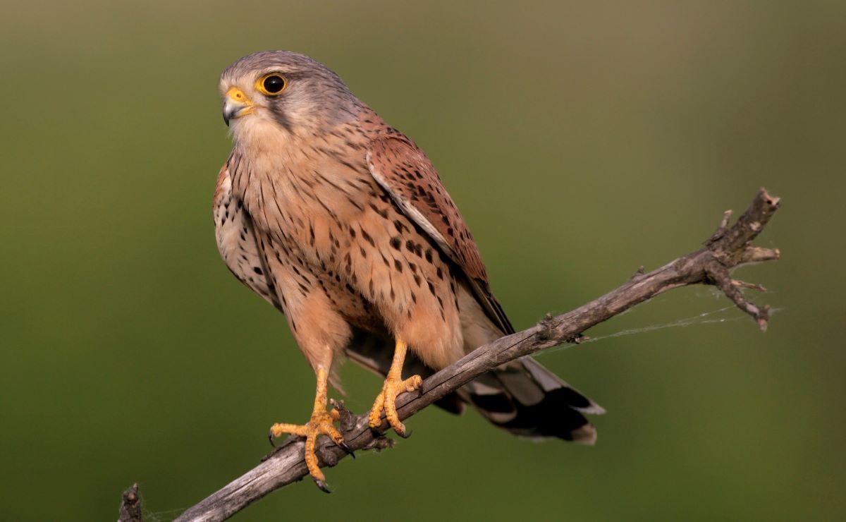 Close up of a kestrel on a branch 