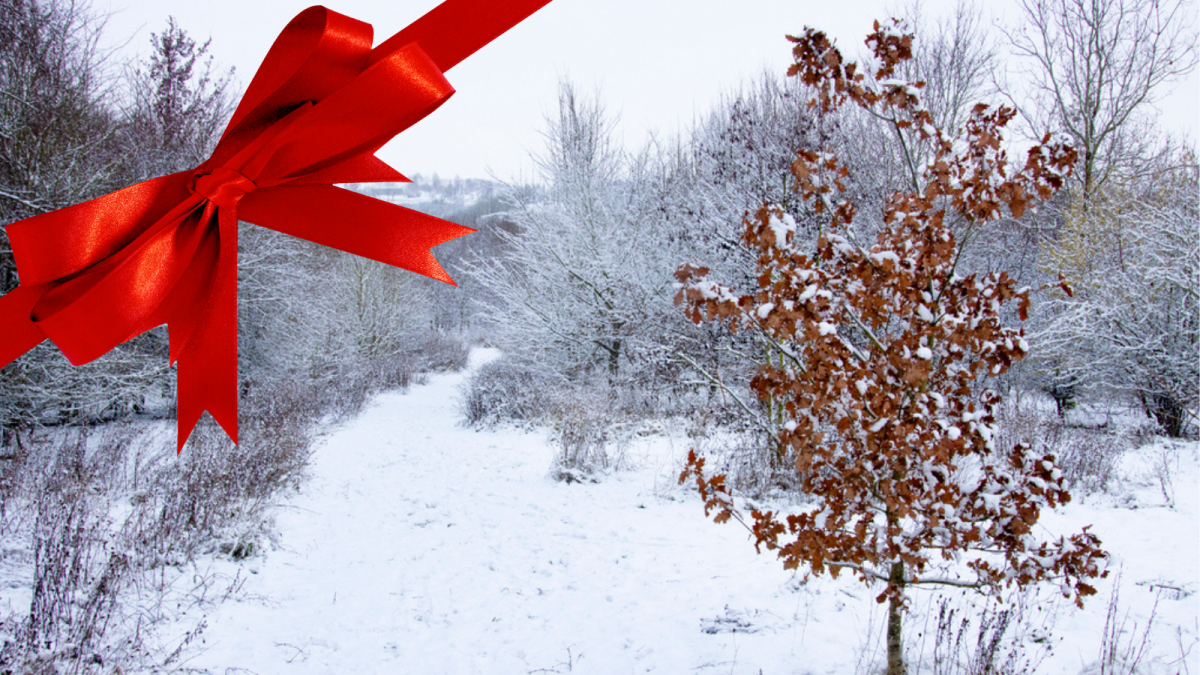 Tree in snow at Morgrove Coppice
