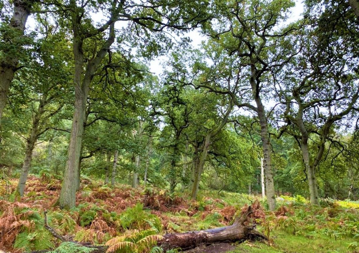 Mature trees in woodland at Morgrove Coppice in autumn 