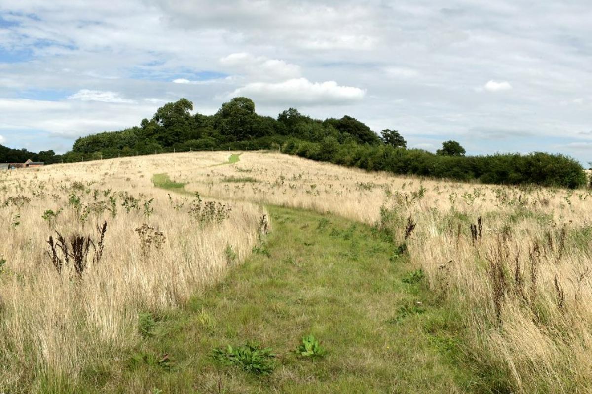 A grassy Forest ride through two wildflower meadows with woodland in the distance