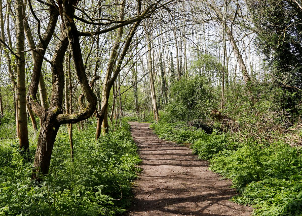 A footpath through the Forest on a sunny day with trees on the left hand side and green undergrowth either side