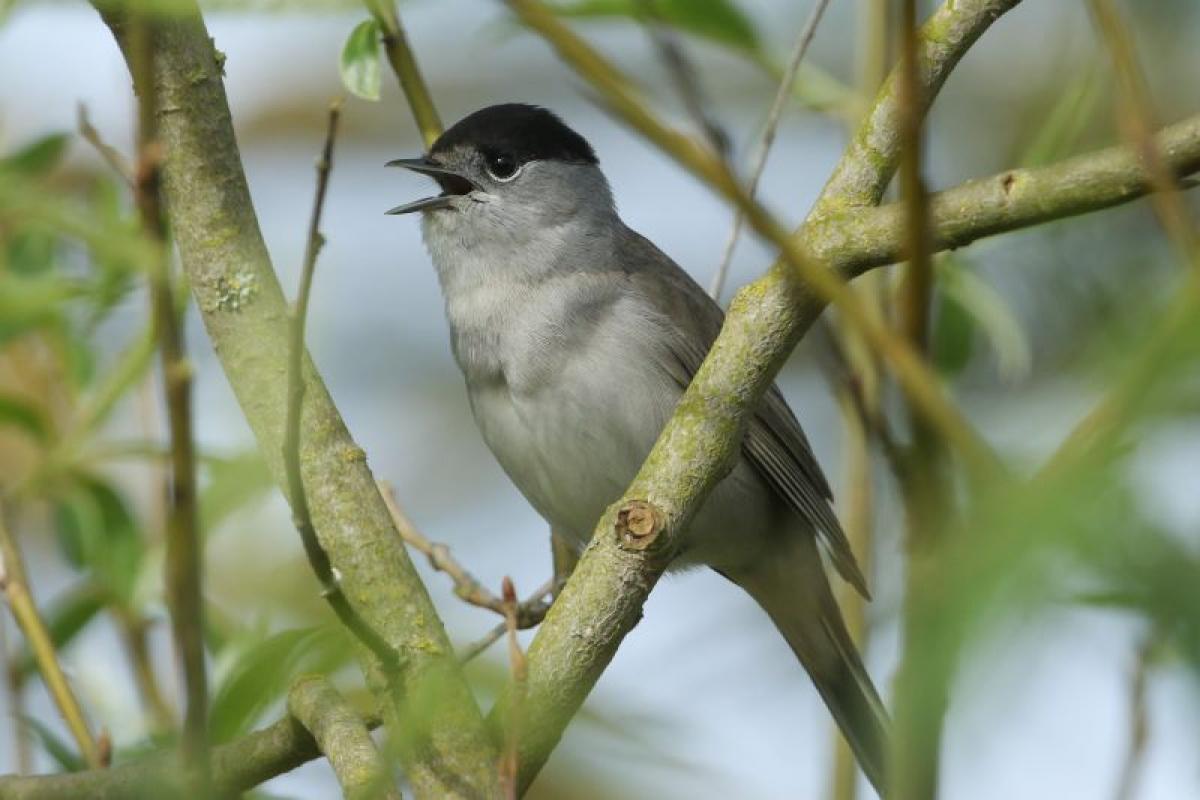 Male blackcap perching on a branch of a spring tree with green leaves