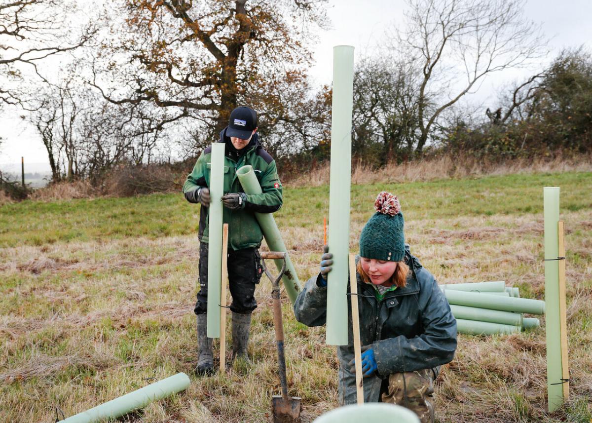 Aaron and Yolande placing tree guards over young tree saplings. 