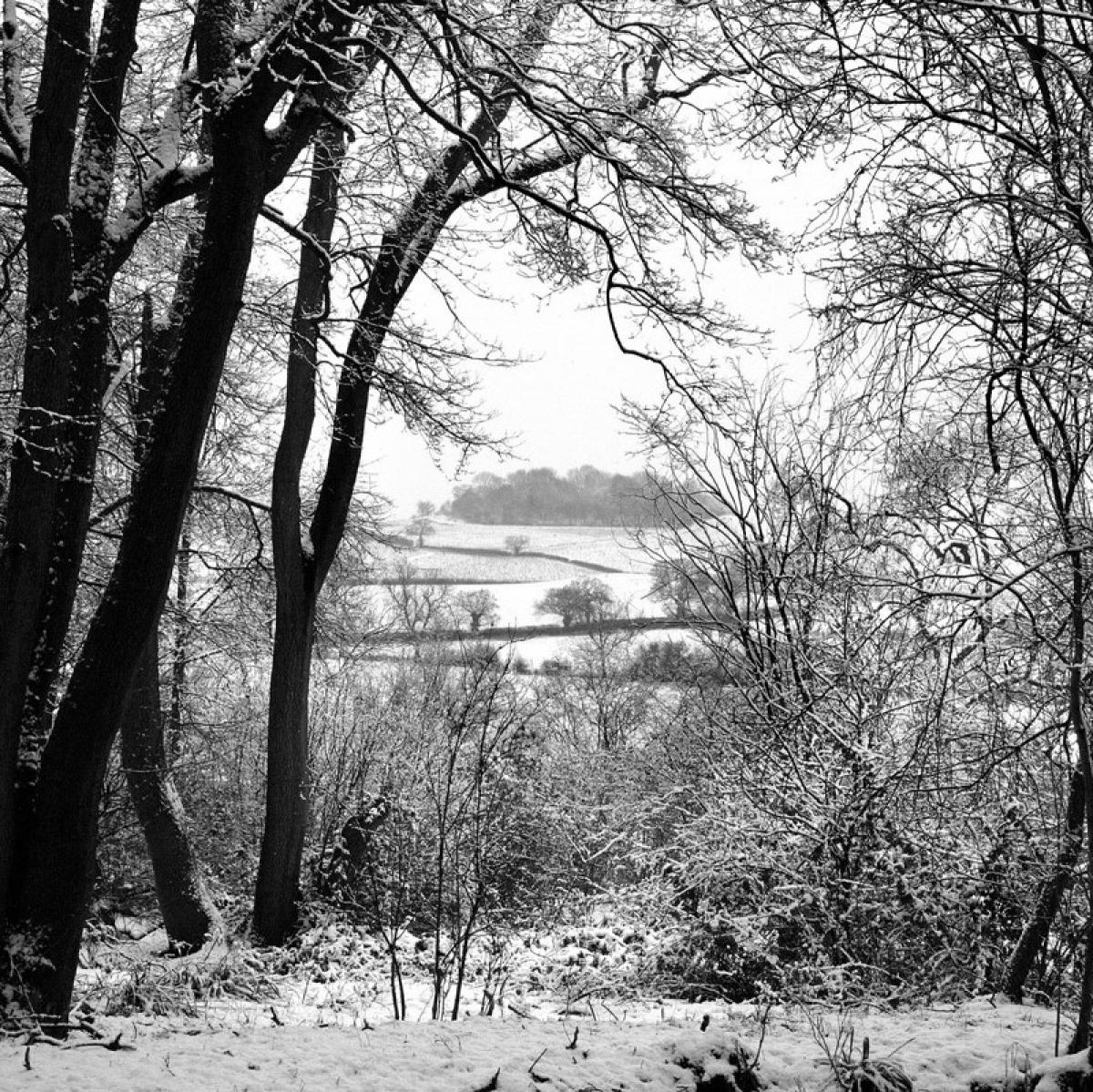 A view through trees to the fields and trees beyond on a snowy day