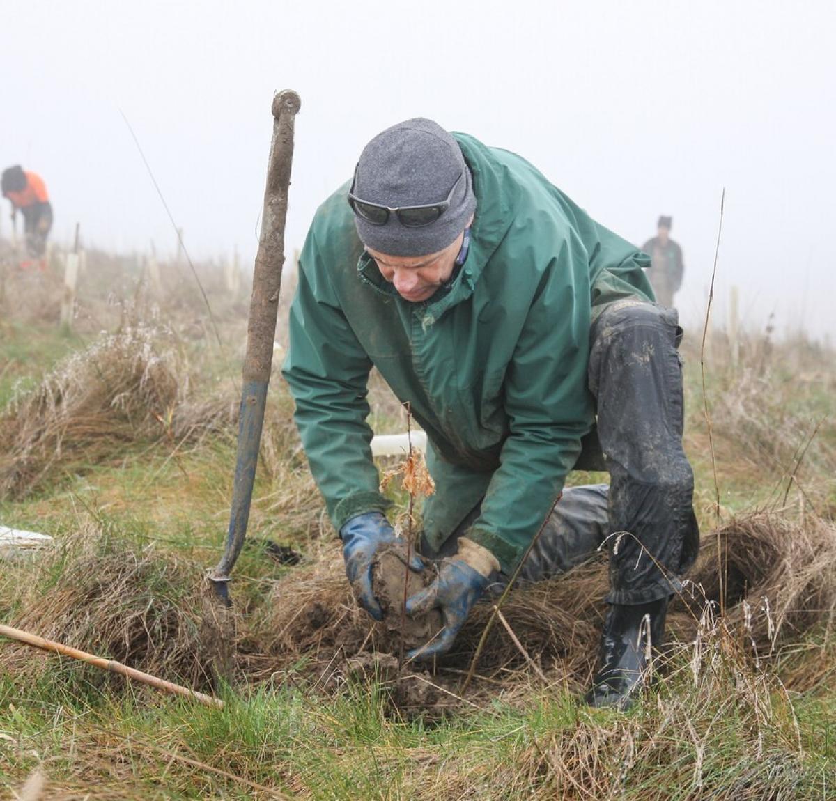 A male volunteer crouching down planting a sapling in the ground on a cold and misty day