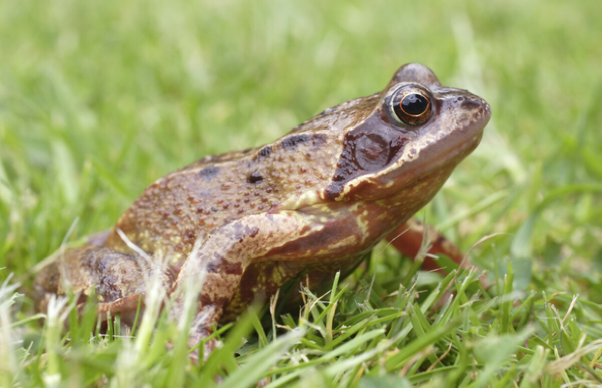 Common frog in the grass
