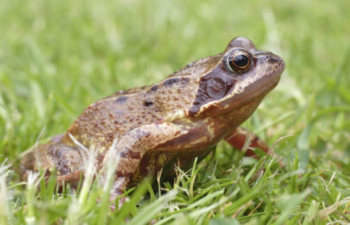 Frogs and Toads in June - UK Safari