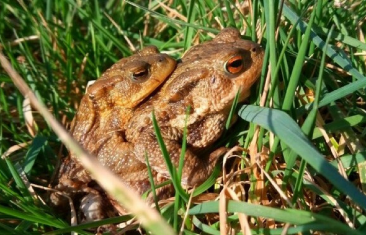Toads preforming amplexus at Abbots Lench