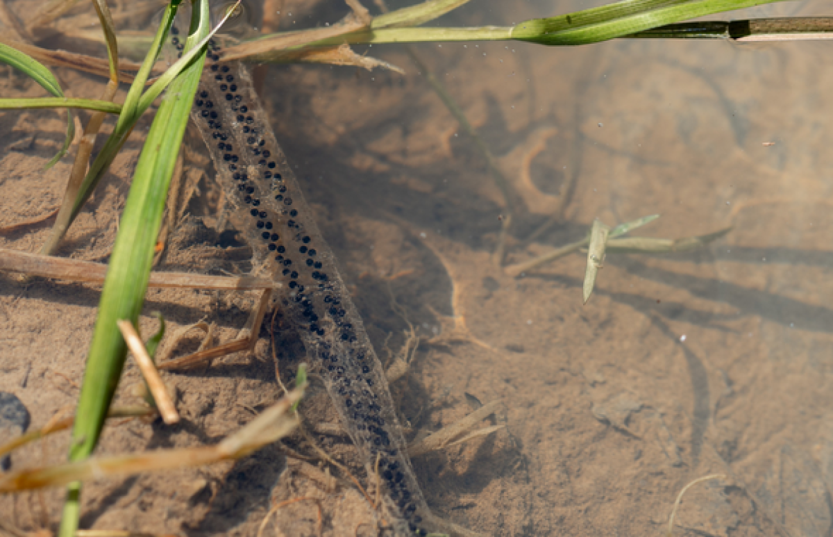 Toad spawn in the shallows of a pond