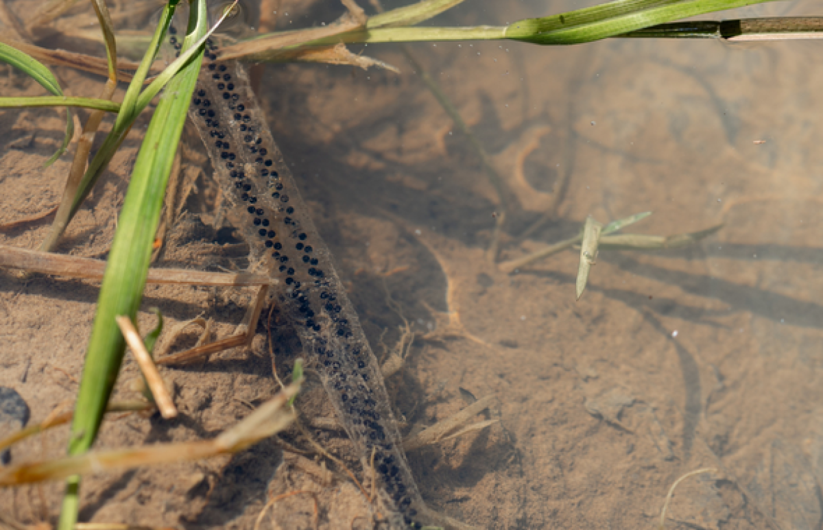 Toad spawn in the shallows of a pond 