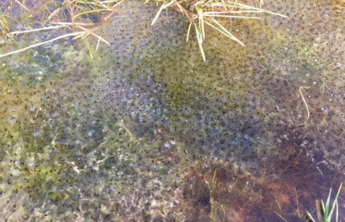 Frog spawn in the shallows of a pond in the Forest