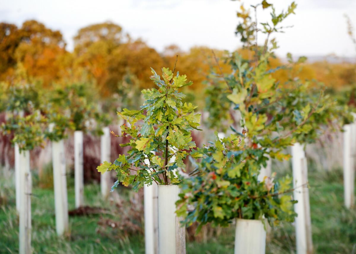 Young trees growing out of their protective guard tubes