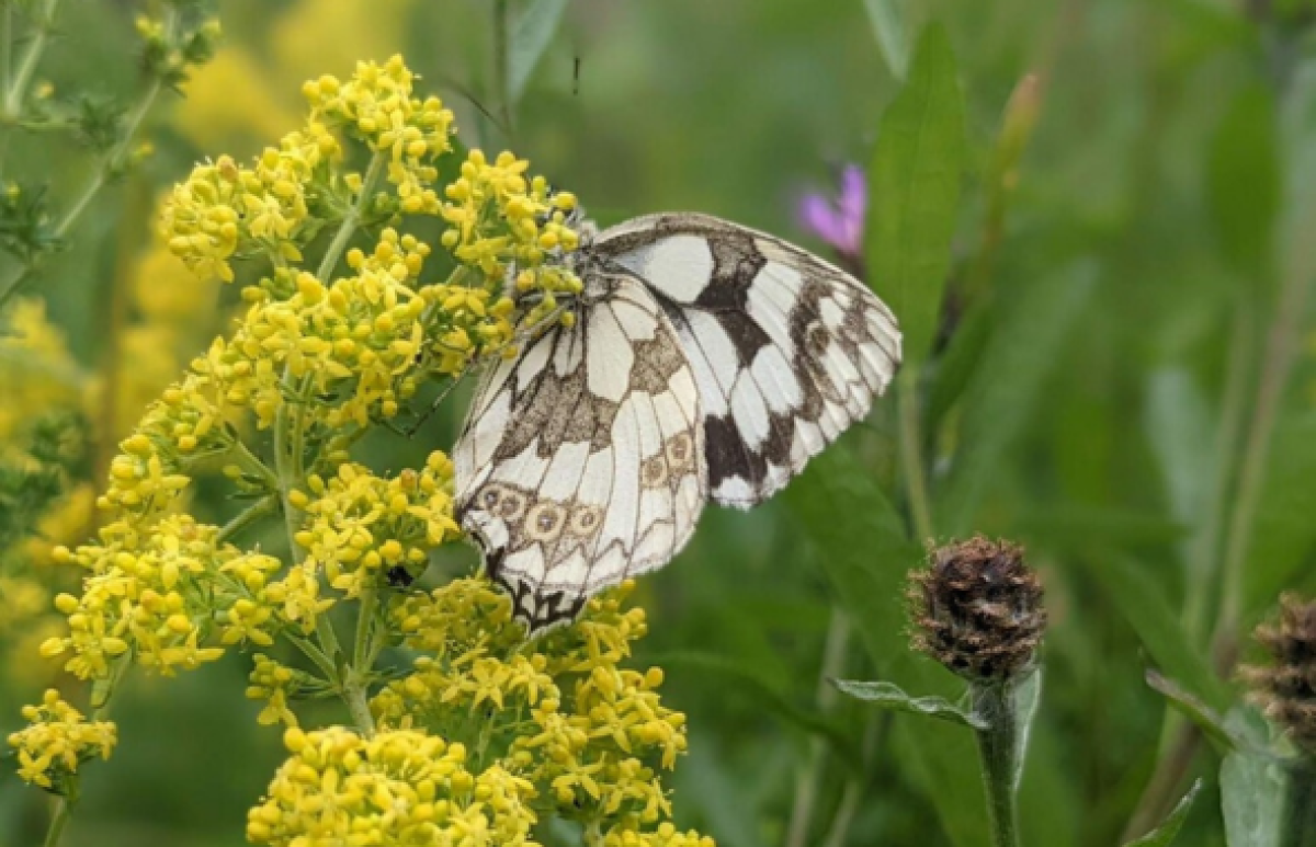 A marbled white on a yellow flower in the Forest