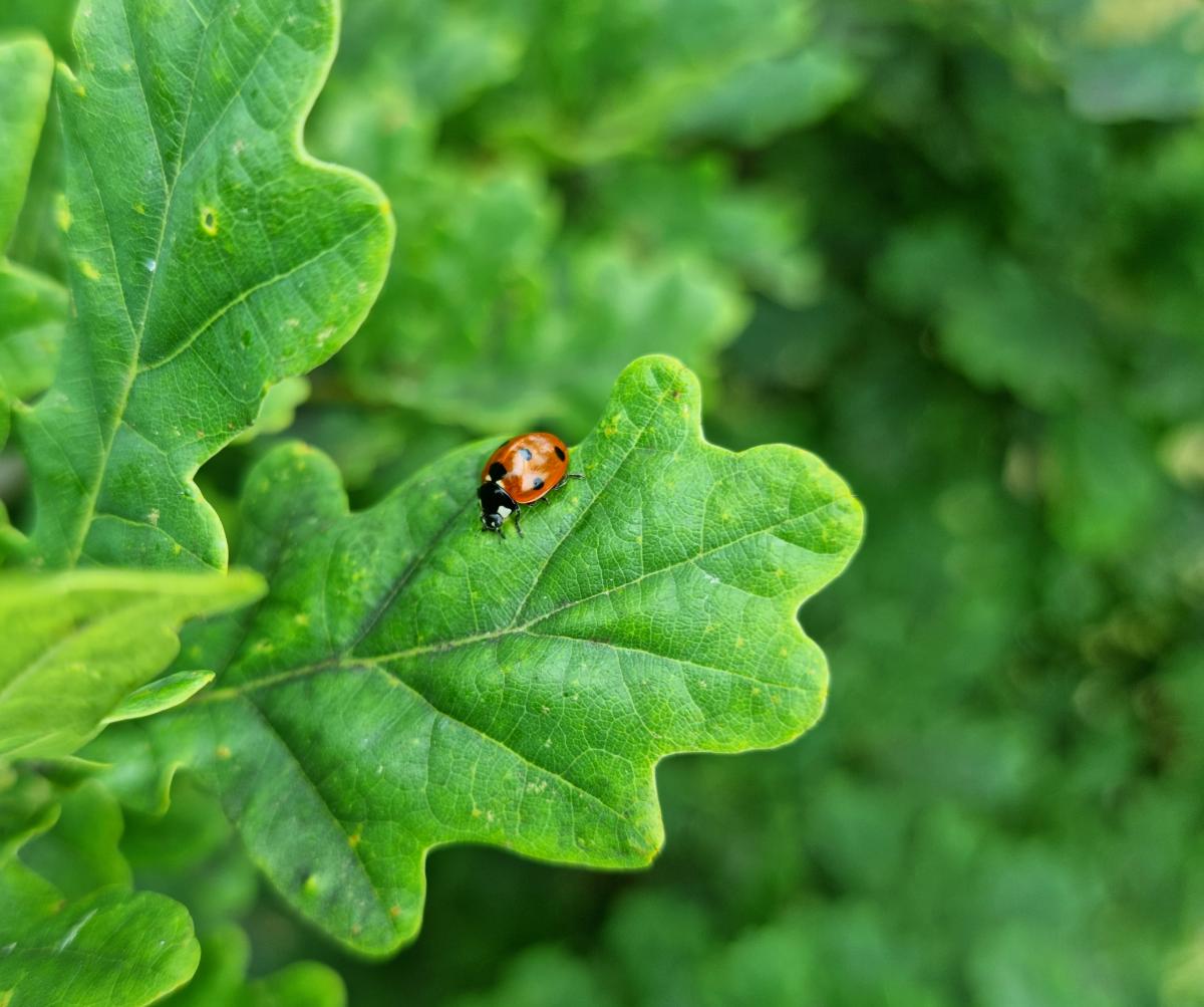 A ladybird on a lush green oak leaf