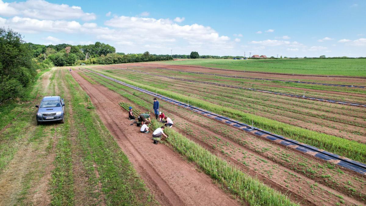 A drone shot of a group of volunteers weeding in the tree nursery