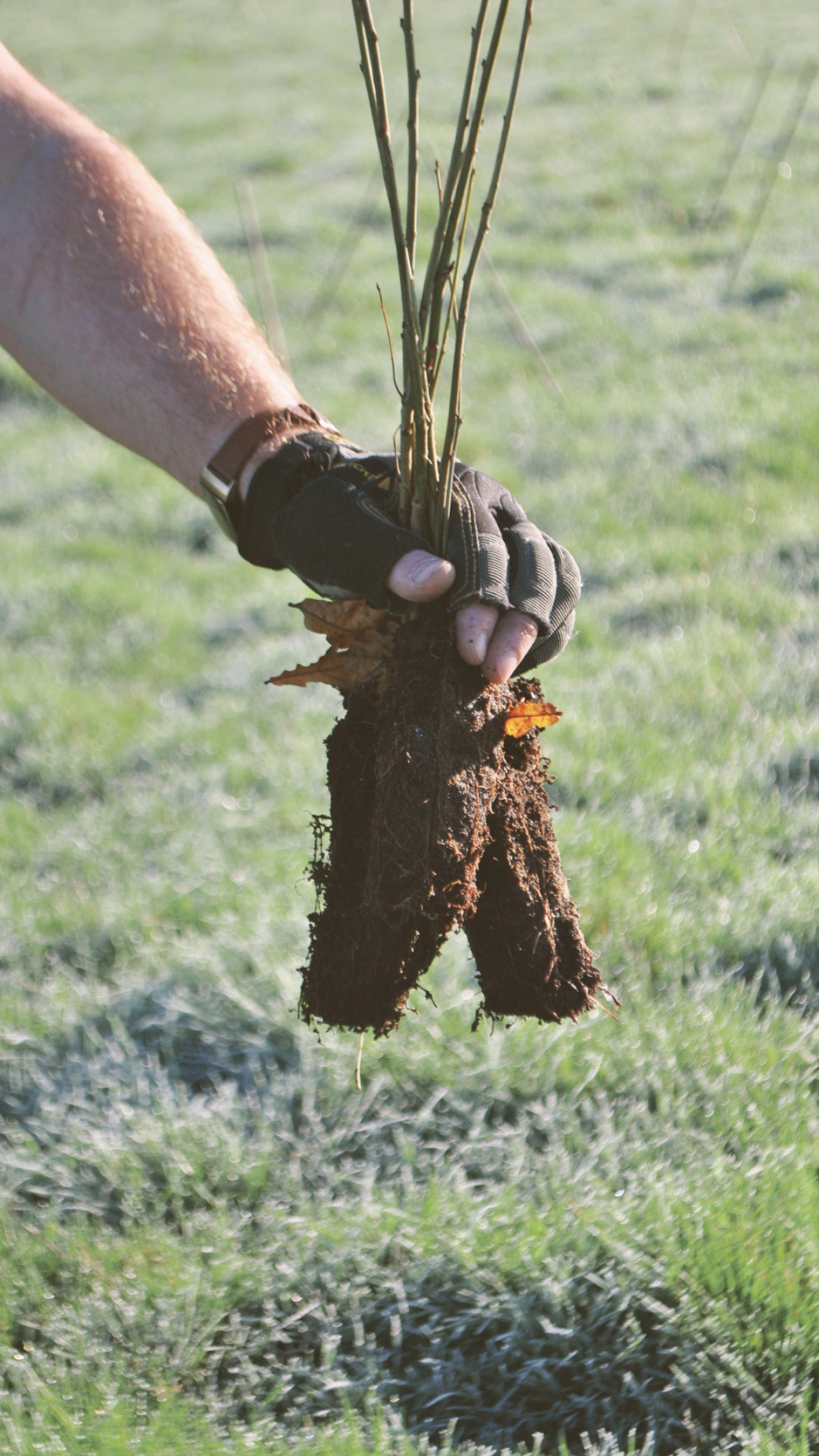 A hand holding tree saplings ready to be planted