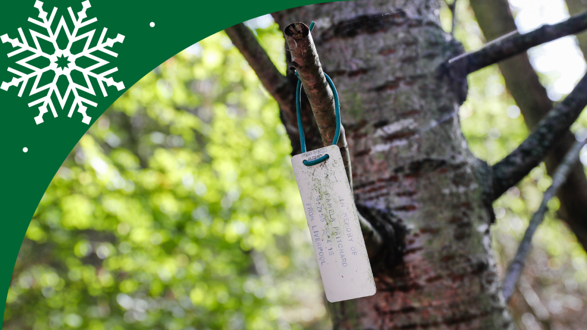 A close-up of tag hanging on a branch of a cherry tree in the Forest