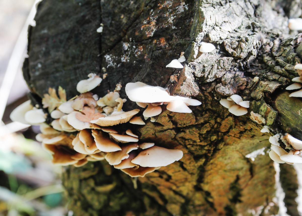 Fungi growing on dead wood