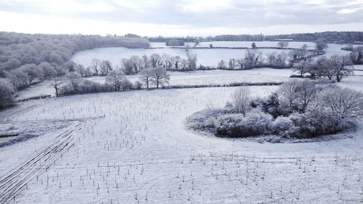 Aerial view of newly planted trees in a snow covered field