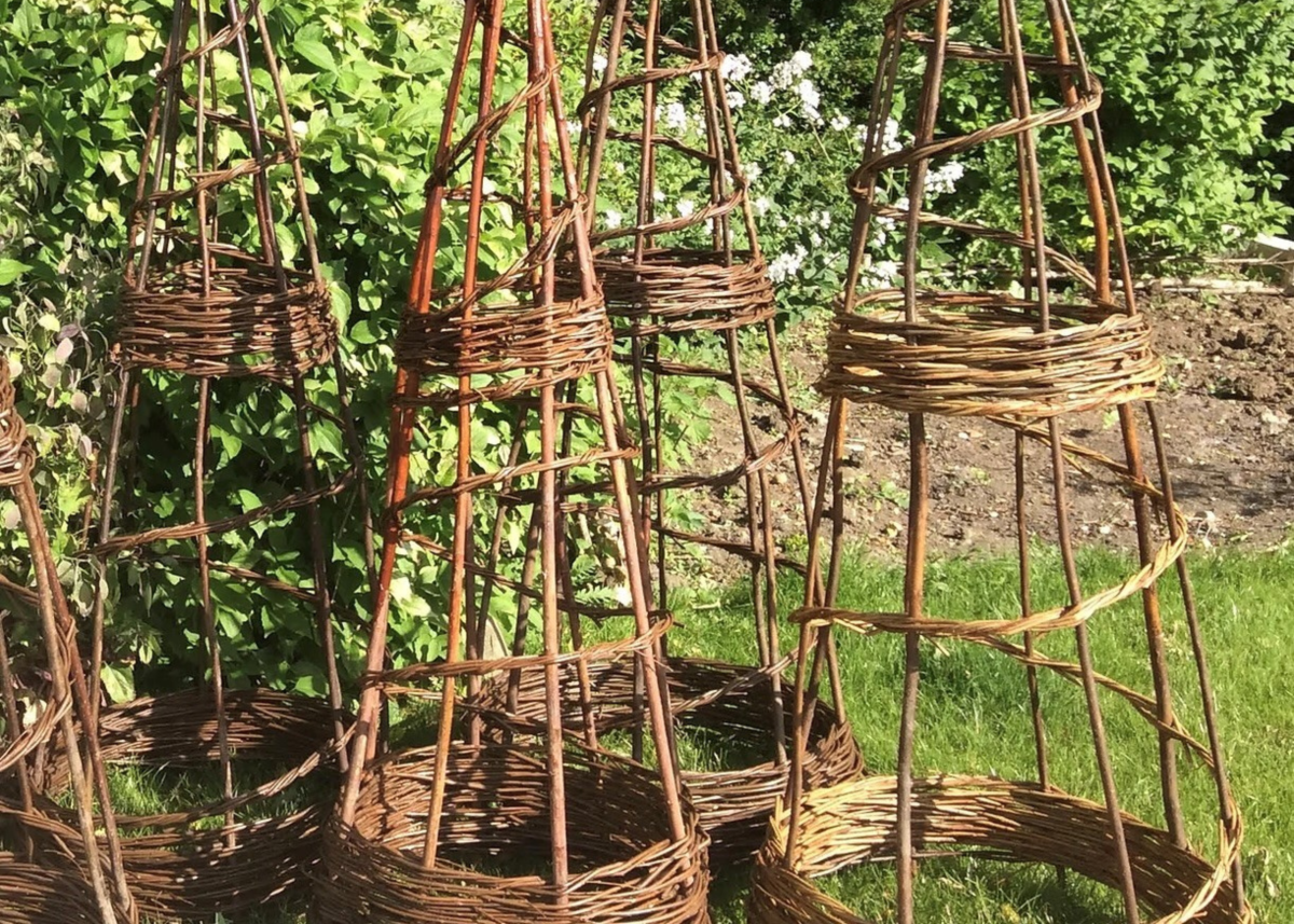 A group of willow wigwams in a garden from a previous workshop
