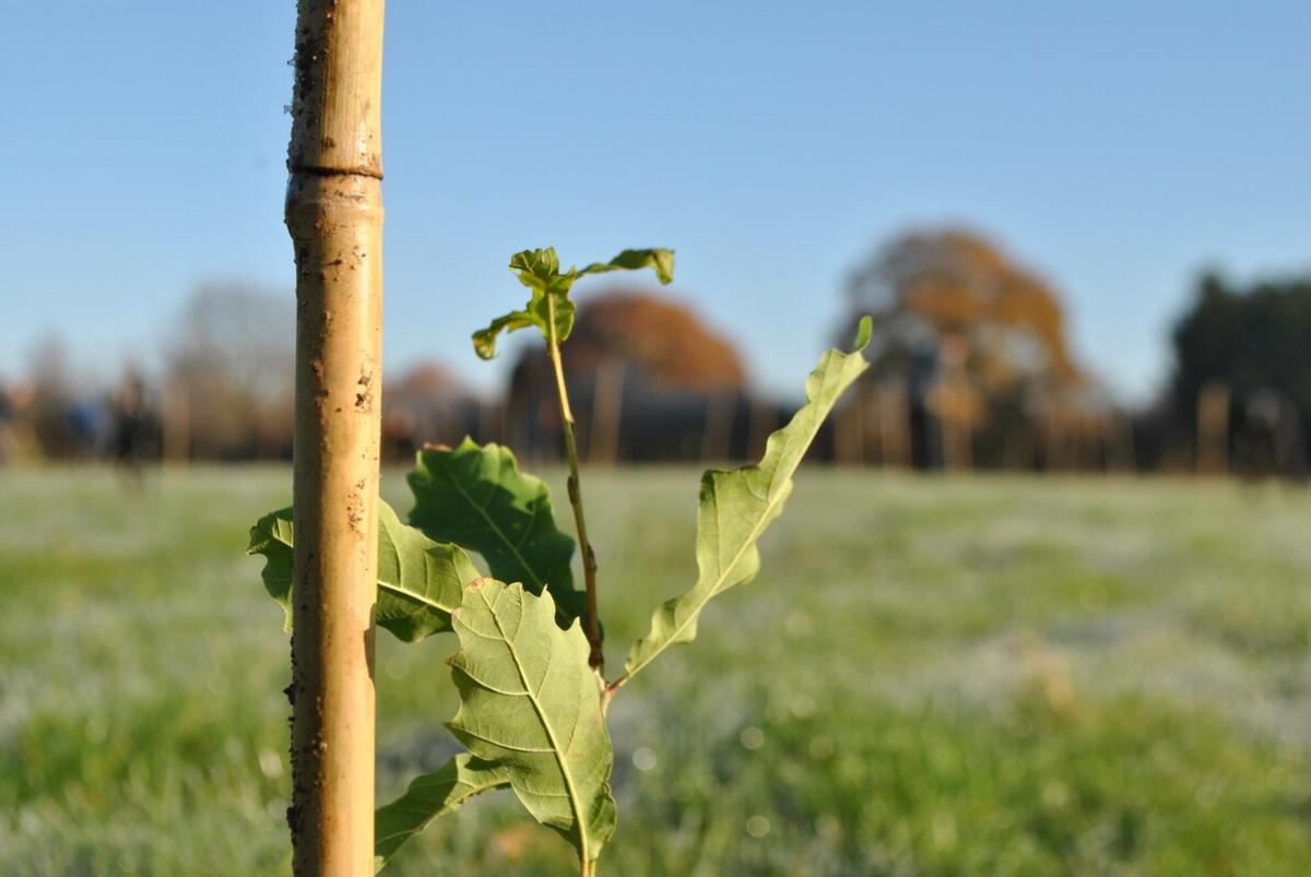 A close up of the top section of a freshly planted young oak sapling next to a cane. You can see grass and mature trees in the background