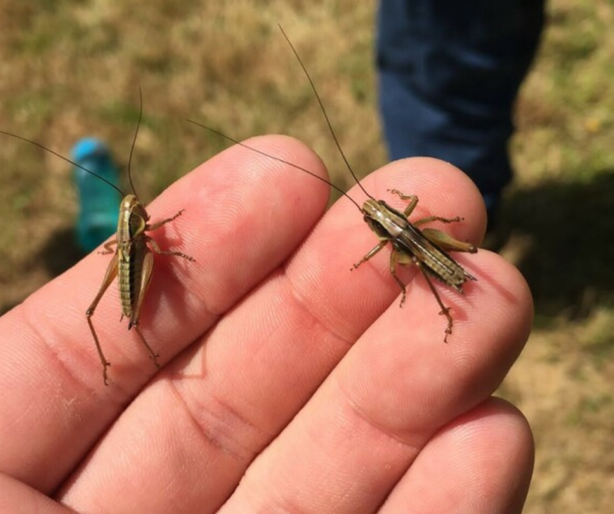 Close up of two crickets on a males hand