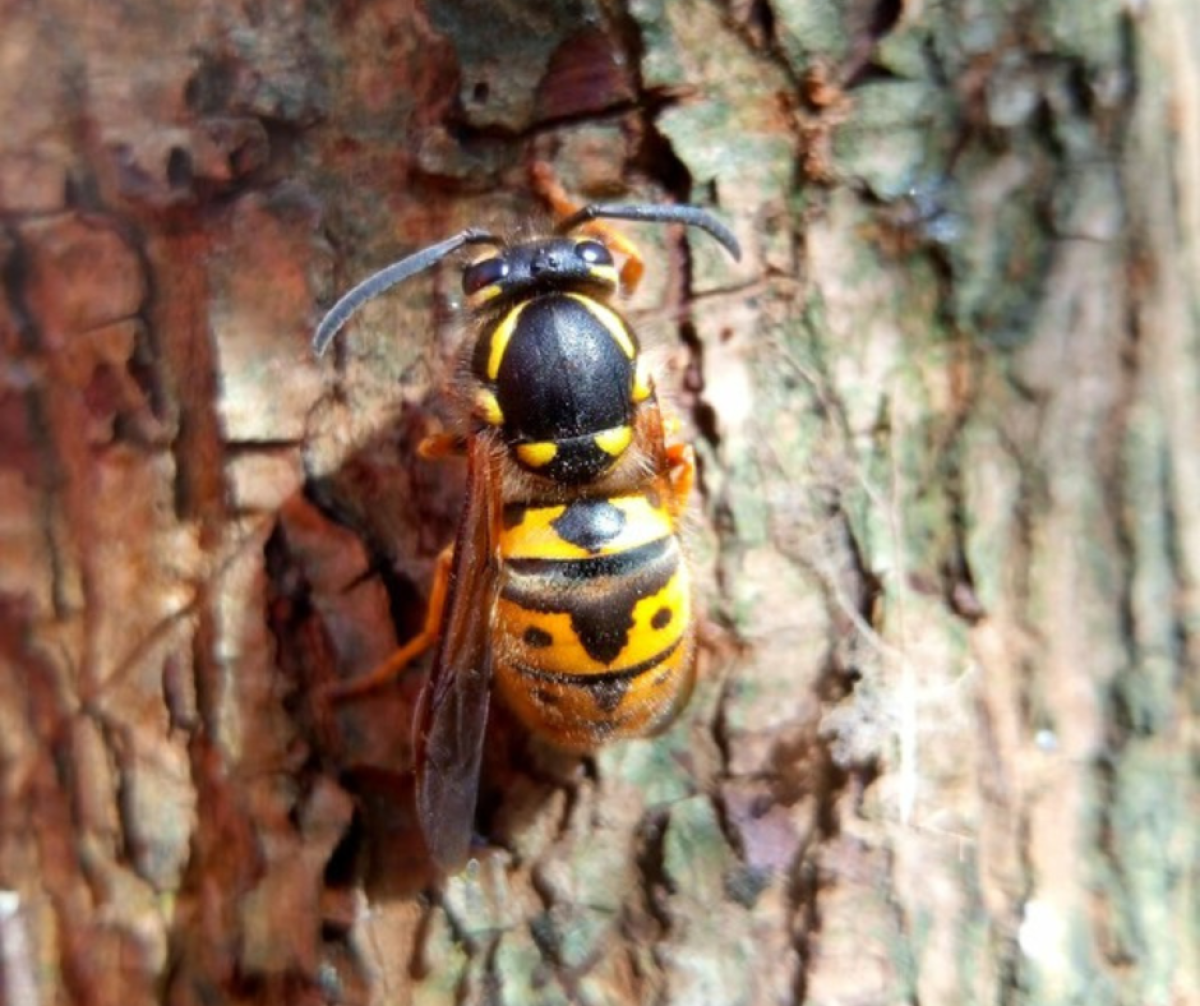 A queen wasp on tree bark