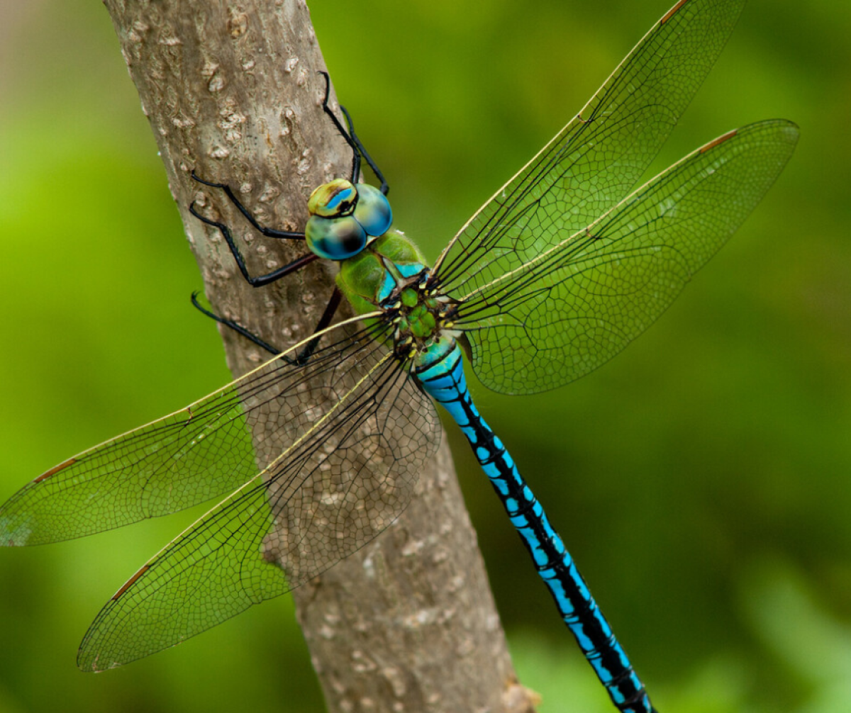 A close up shot of an Emperor dragonfly