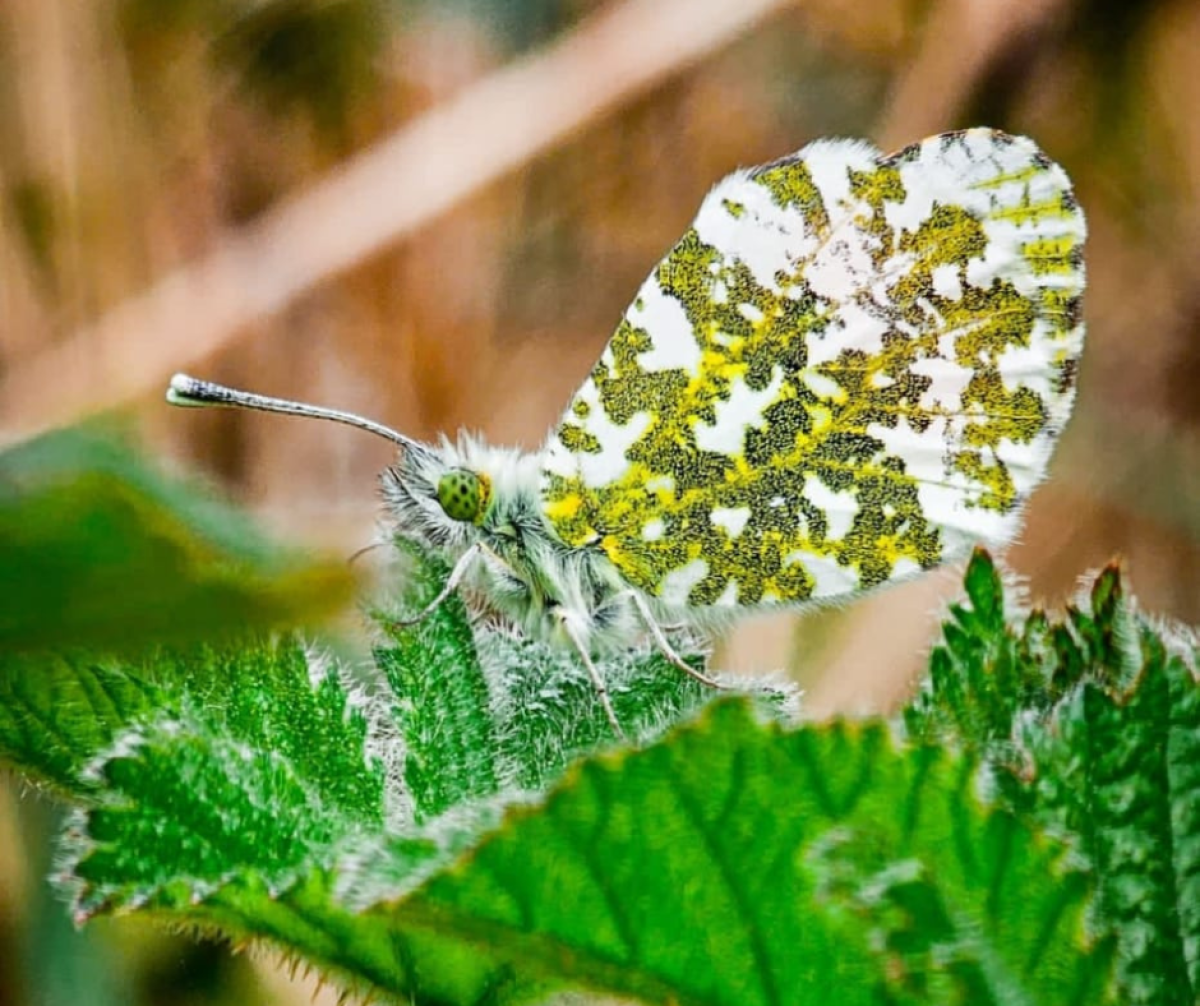 A close up of an orange tip butterfly spotted at Sheriffs Lench