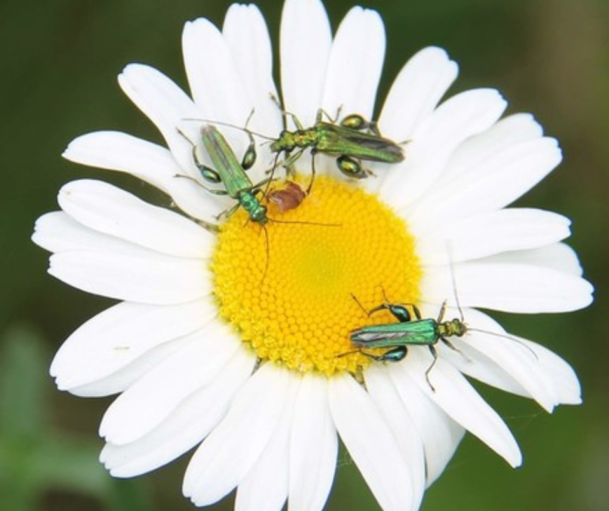 Three big thighed beetles on an ox eye daisy 
