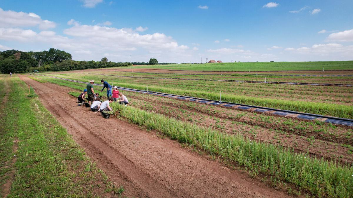 A group of people weeding in tree nursery