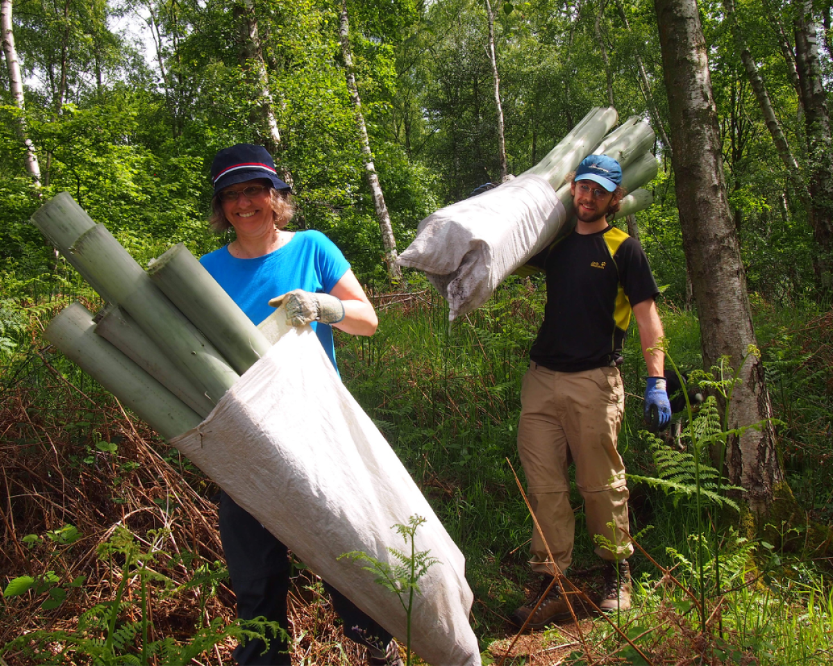 Corporate volunteers carrying bags of newly removed tree protection guards in the Forest