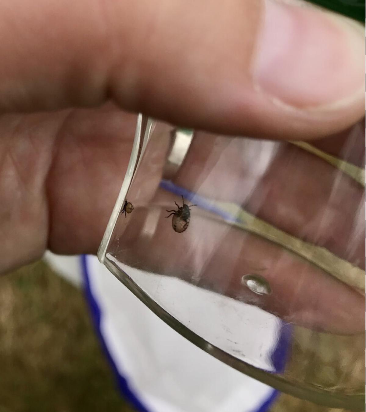  A close up photo of an early instar of a shieldbug inside a survey tube being held in a volunteer's hand