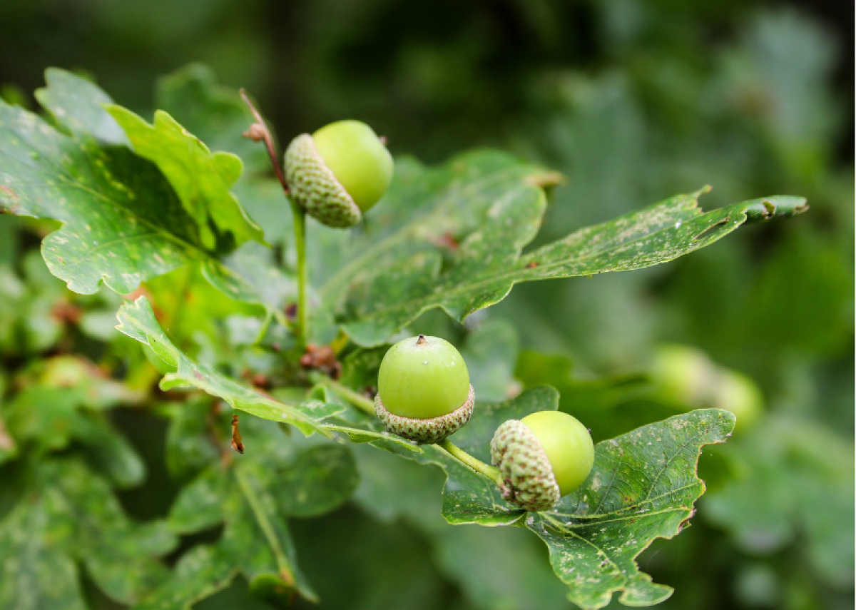 A close up of acorns forming on an oak tree surrounded by leaves