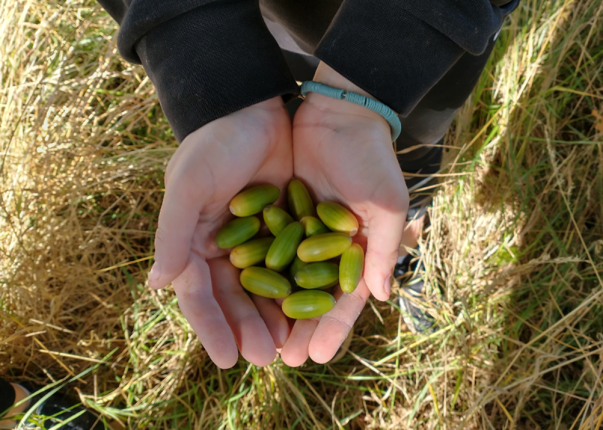 A pair of hands holding acorns