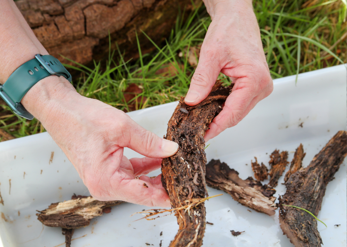 A close up of a volunteers hands looking for woodlice in a piece of deadwood