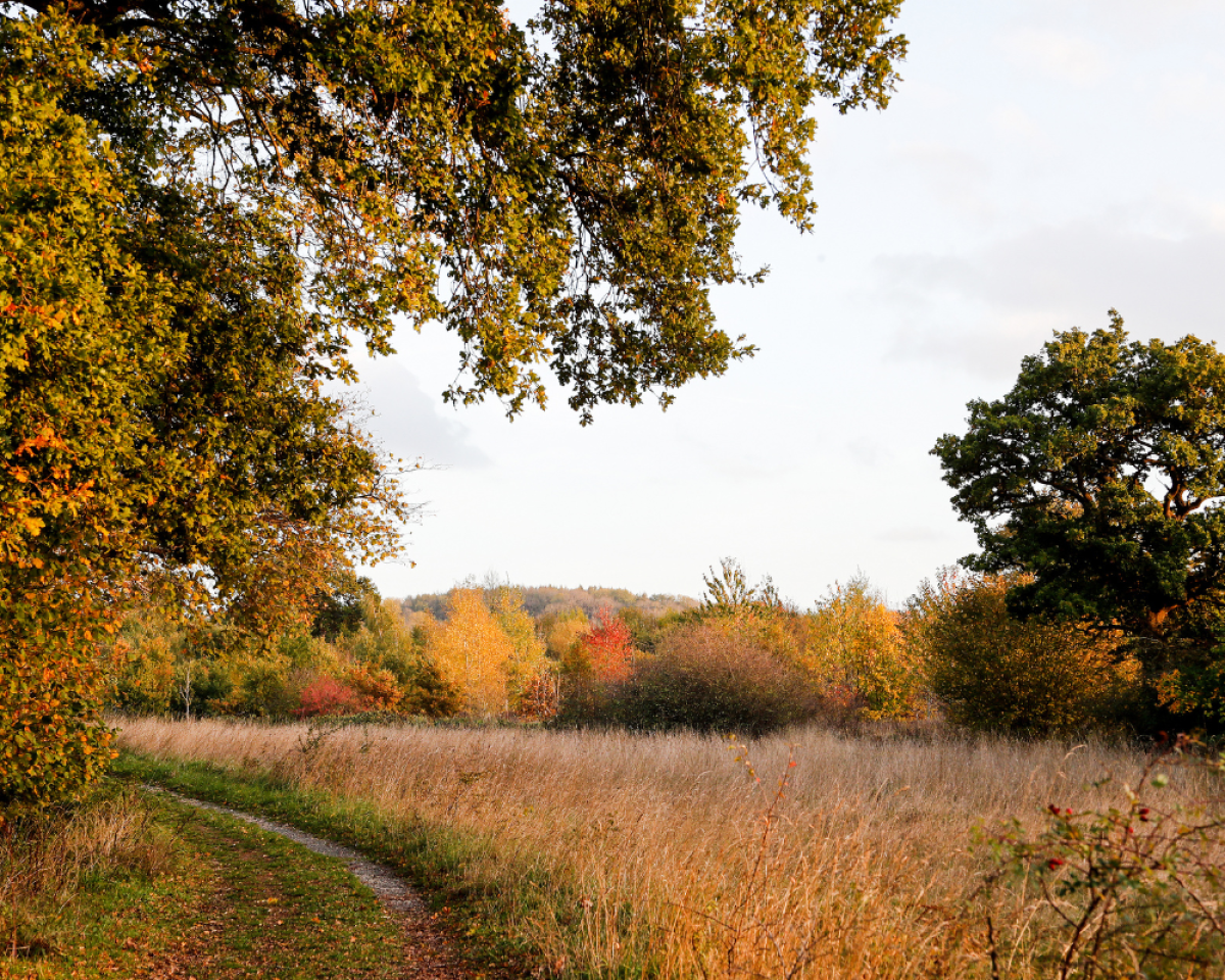 A pathway through the Forest surrounded by mature trees in autumn