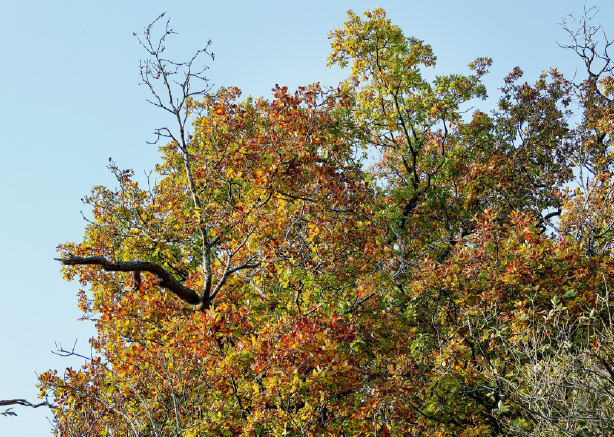 A mature tree crown in autumn colours