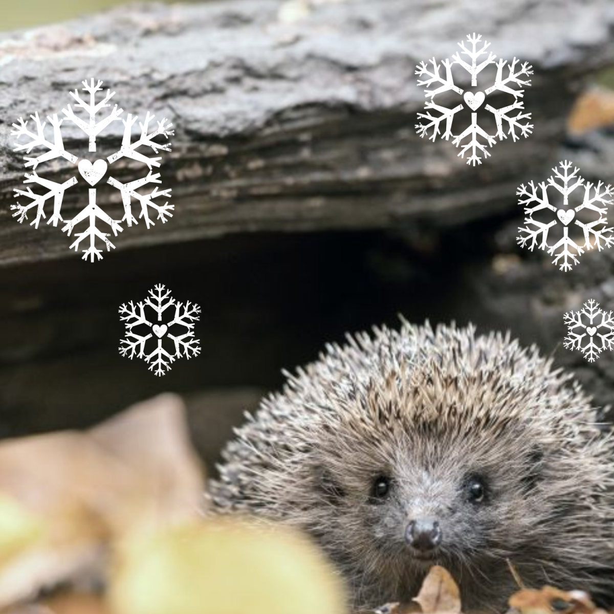 A hedgehog underneath some deadwood on a leafy forest floor