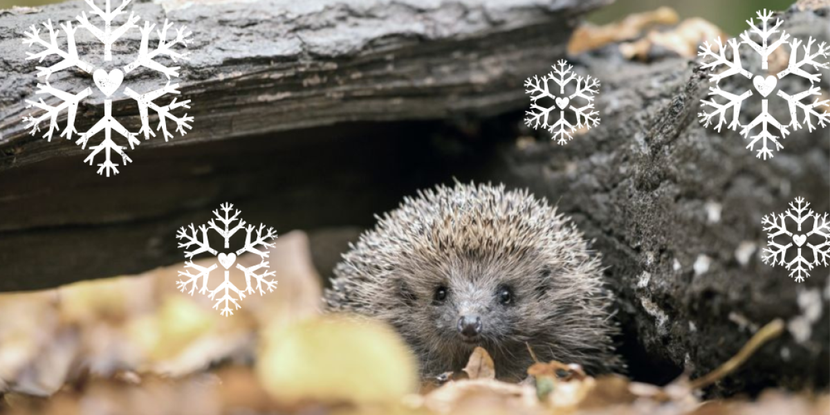 A hedgehog emerging from underneath some deadwood on a leafy forest floor, with white snowflakes scattered over the image